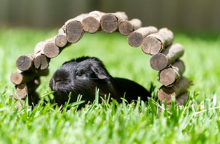 La SPA annonce un record d’abandons d’animaux pour l’été 2021