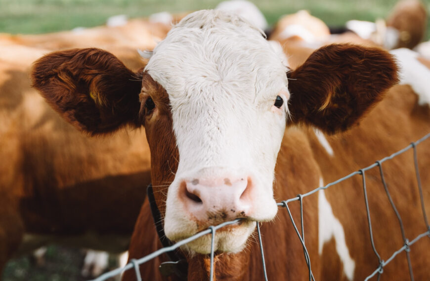 La ligne flexitarienne de l’industrie de la viande