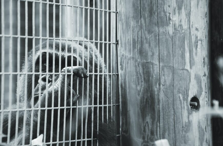Zoo du Bouy: une pseudo condamnation reflétant l’horreur de la condition animale