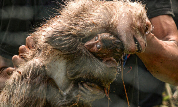 L’insoutenable capture des macaques à longue queue en Indonésie