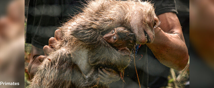 L’insoutenable capture des macaques à longue queue en Indonésie