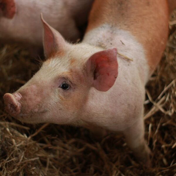 « Entrepreneurs du vivant »: l’hypocrisie d’un référent « bien-être animal » dans tous les élevages