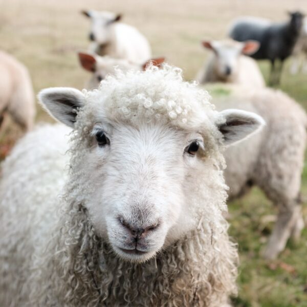 La cause animale nécessite une révolution culturelle qui ne passe pas par Marine Le Pen
