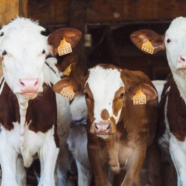 Un secrétariat d’État à la Condition animale ?