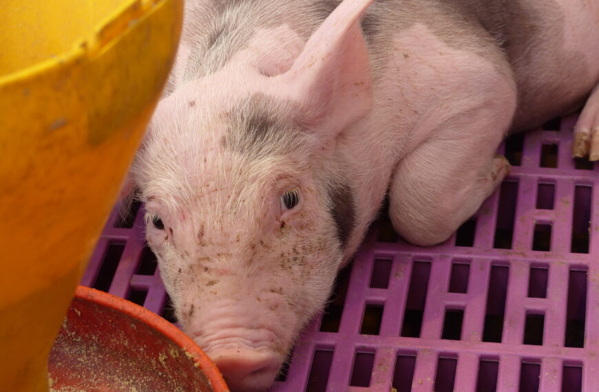 Canicule : double peine pour les animaux d’élevage