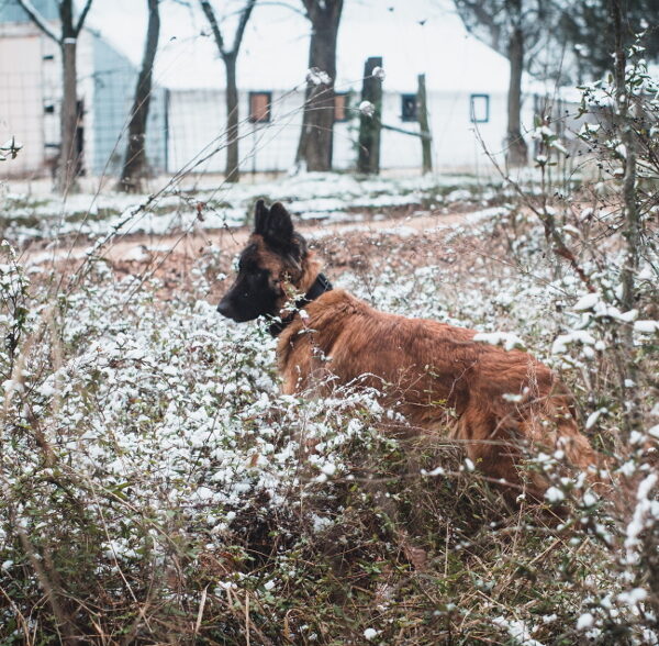 Laisser mourir de soif et de faim un chien en été = une amende