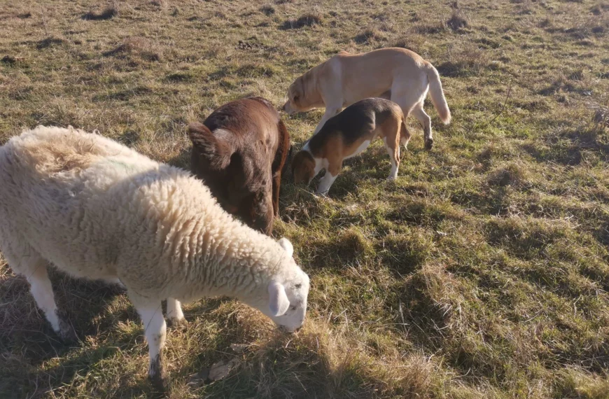 Appel aux dons : le domaine des Douages a besoin d’un miracle