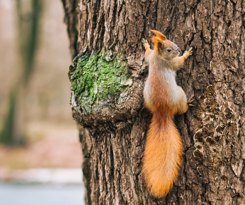 Jouet anti-stress Tronc d'écureuil – Projet Spécial