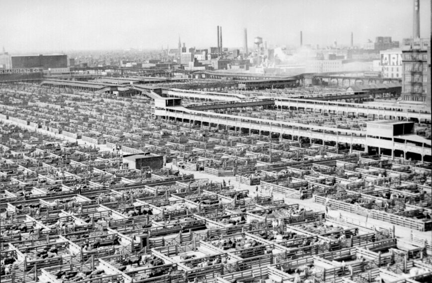 Chicago 1905, le socialisme et les animaux