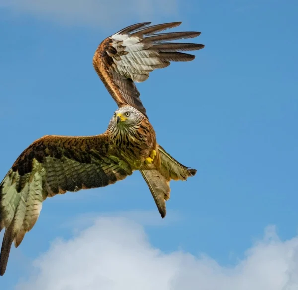 Les animaux victimes chaque jour de « faits divers »