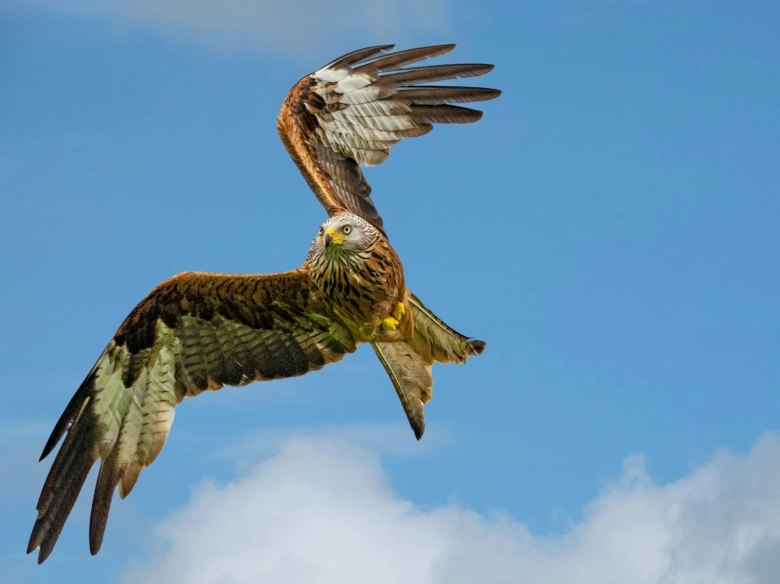 Les animaux victimes chaque jour de « faits divers »