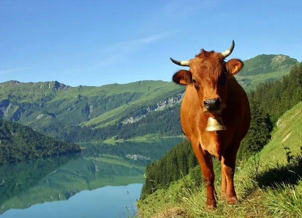 Les vaches sont assassinées, et le Tour de France n’est pas passé
