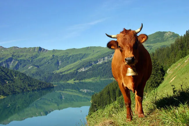 Les vaches sont assassinées, et le Tour de France n’est pas passé