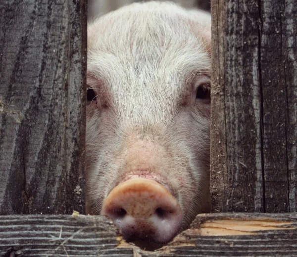 La France post-COVID a supprimé la Cause animale et il faut la rétablir