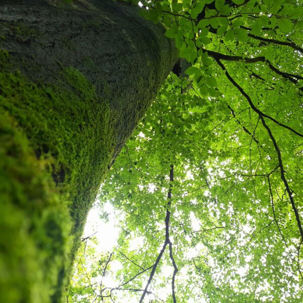 Manifeste de l’association Francis Hallé pour la forêt primaire