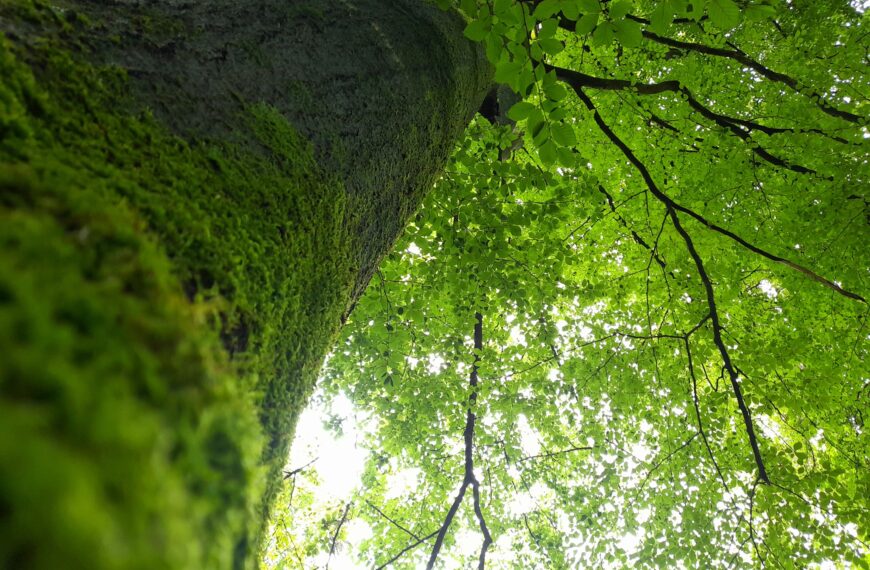 Manifeste de l’association Francis Hallé pour la forêt primaire