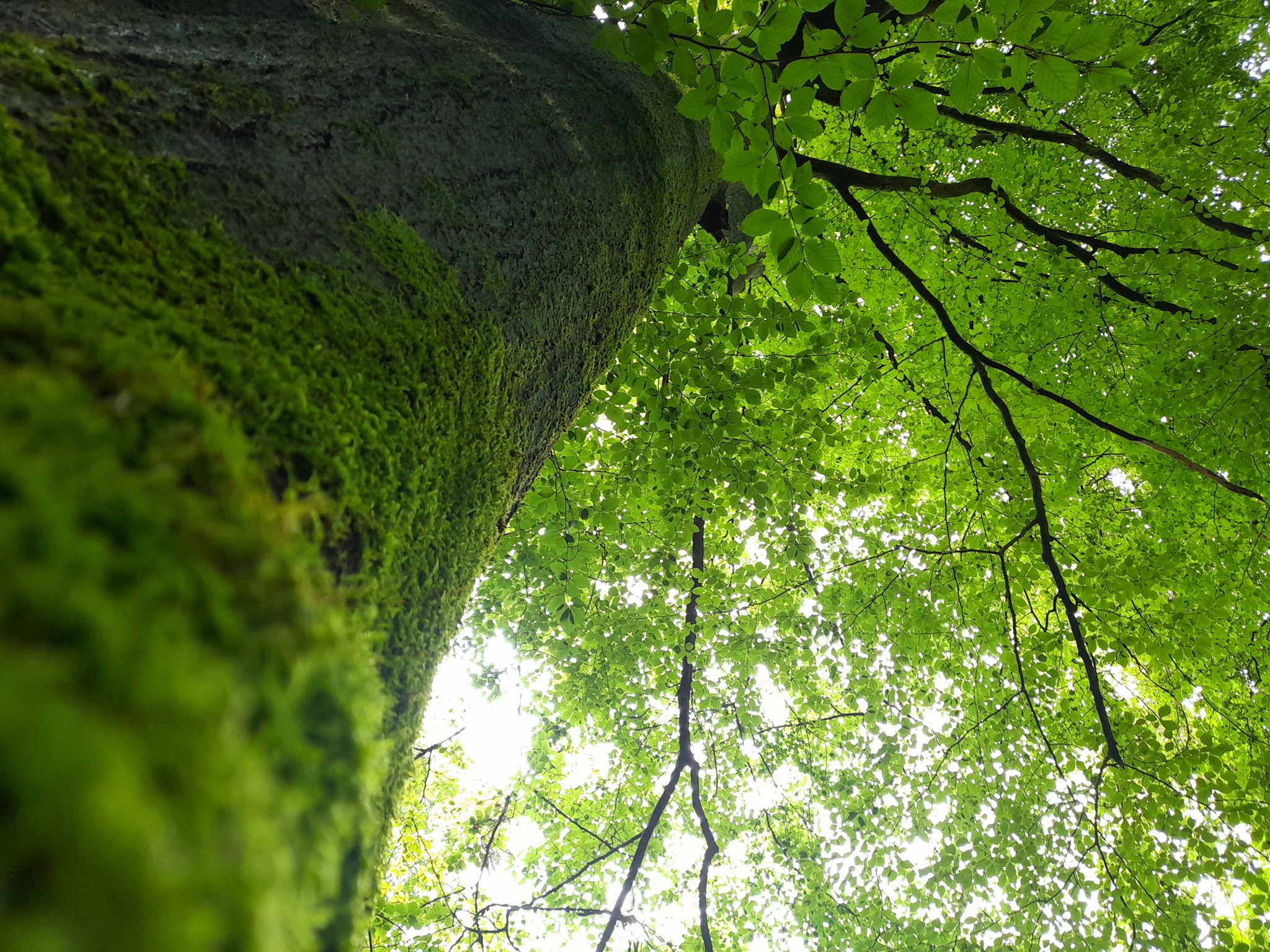 Manifeste de l’association Francis Hallé pour la forêt primaire