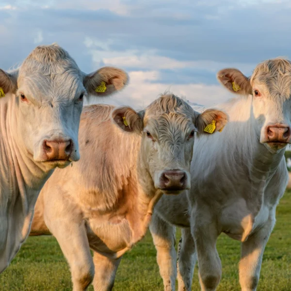 Le cynisme l’emporte et les animaux en sont les premières victimes