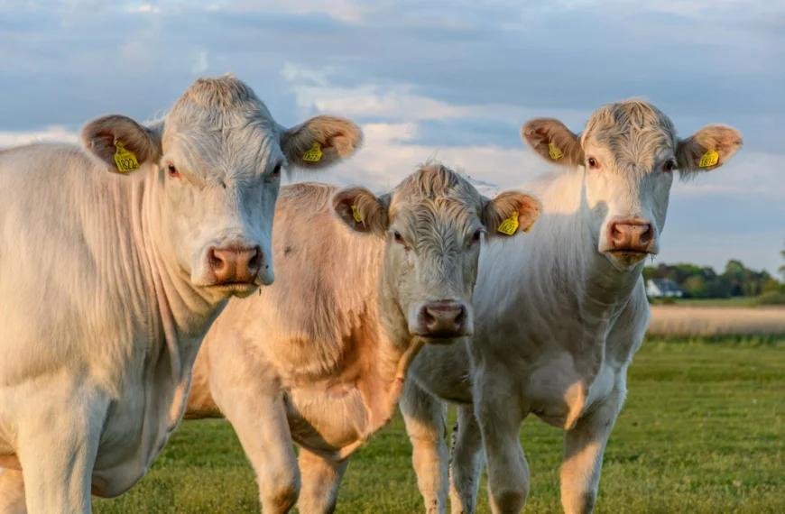 Le cynisme l’emporte et les animaux en sont les premières victimes