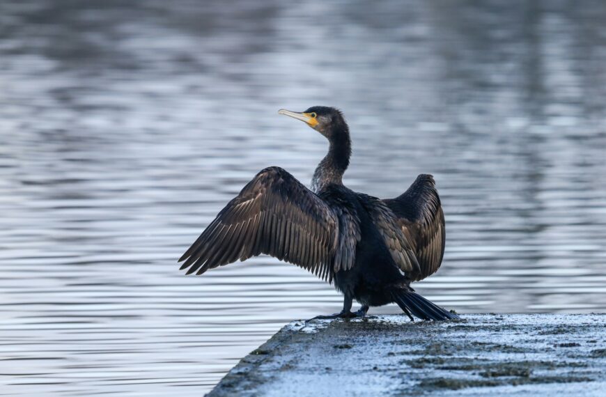 La pisciculture déclare la guerre aux cormorans
