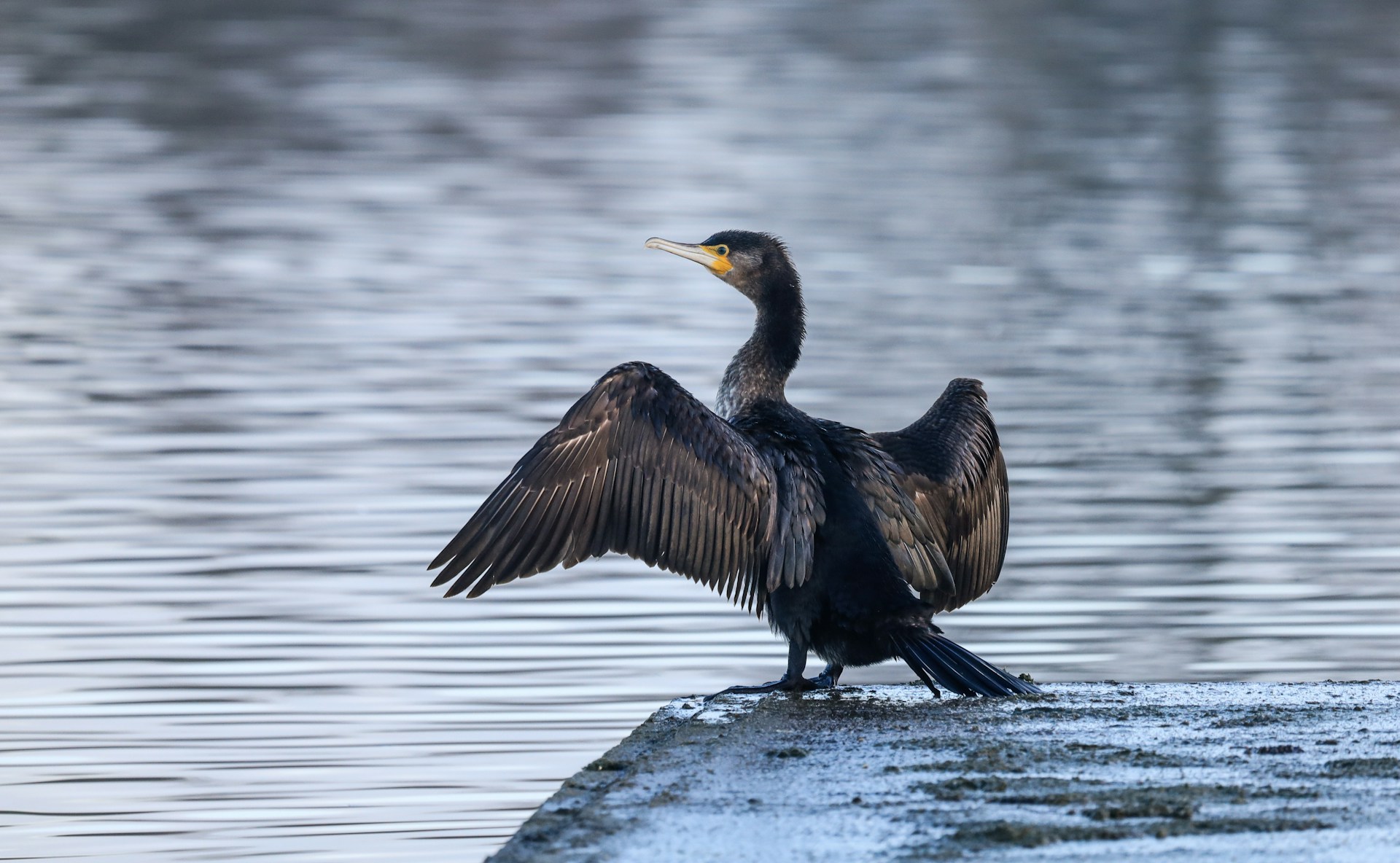 La pisciculture déclare la guerre aux cormorans