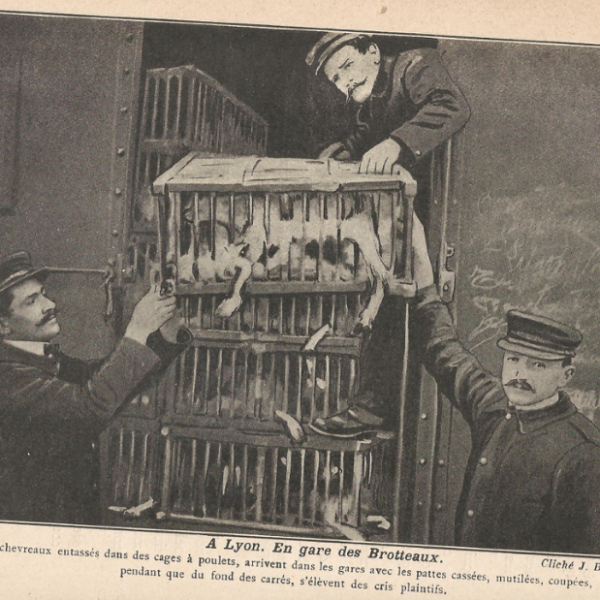 « L’enfer des bêtes » : un rapport de 1913 sur la « malfaisance envers les animaux »